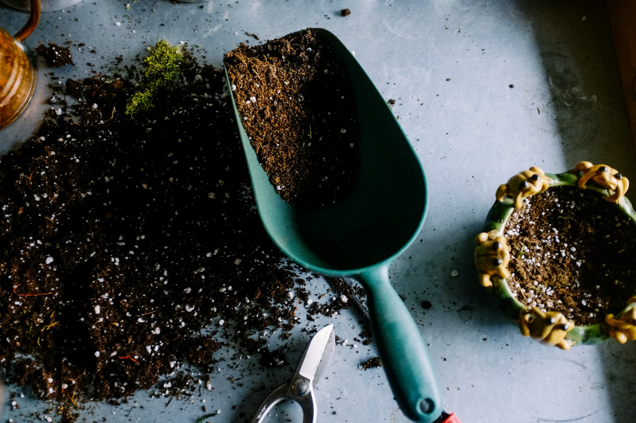 Plantas y herramientas de jardinería